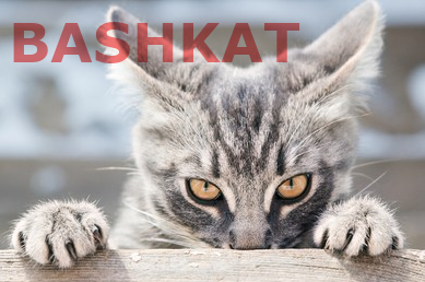 BashKat Web Scraper